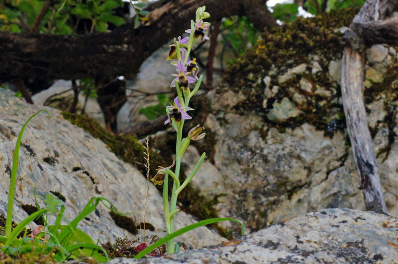 Orchidea dal labello bifido